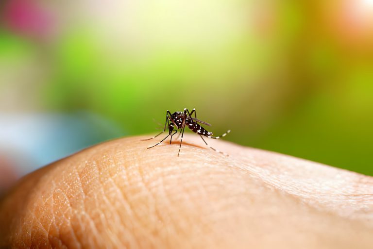 Lula anuncia produção de vacina contra Dengue para pessoas de 2 a 59 anos