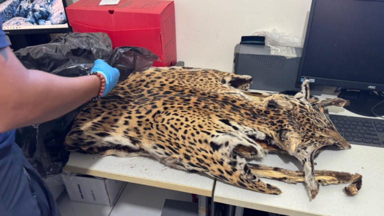 Perícia Ambiental auxilia investigações de crimes contra fauna e flora no Amazonas